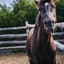 Mi caballo