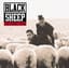 Black Sheep