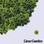 Lime Garden