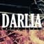 Darlia