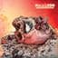 The Acacia Strain