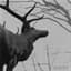 Agalloch