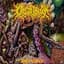 Caustic Phlegm