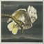 Shearwater