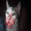 schizocat