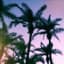 Milieu