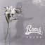 ROACH