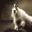 Goatsnake