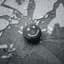 Manafest