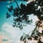 Bibio