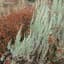 The Tree Ring