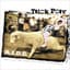 Trick Pony