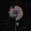 Traceless