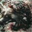 SubArachnoid Space