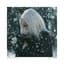 Sarah Reeves