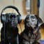 Tranquilizante para Perros