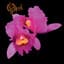 Opeth