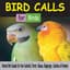 Various Birds
