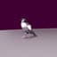 Tin Finch
