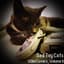 Sad Toy Cats