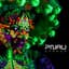 Pnau