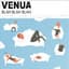 Venua