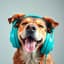 Happy Dog Society