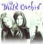 Wild Orchid